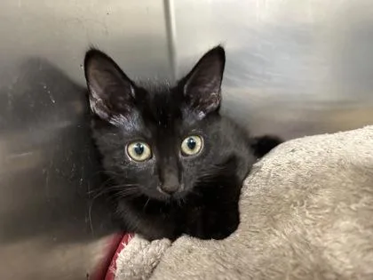 A baby small-sized male Black Domestic Short Hair cat named Zelda for adoption in Annapolis, MD
