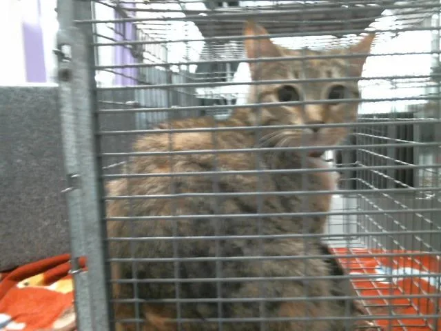 A young medium-sized female Domestic Medium Hair cat named Itty Bitty for adoption in Houston, TX