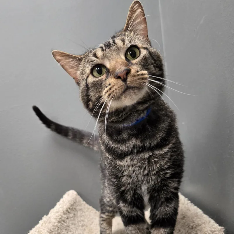An adult medium-sized male Black Domestic Short Hair cat named Hunter for adoption in Hamburg, NY