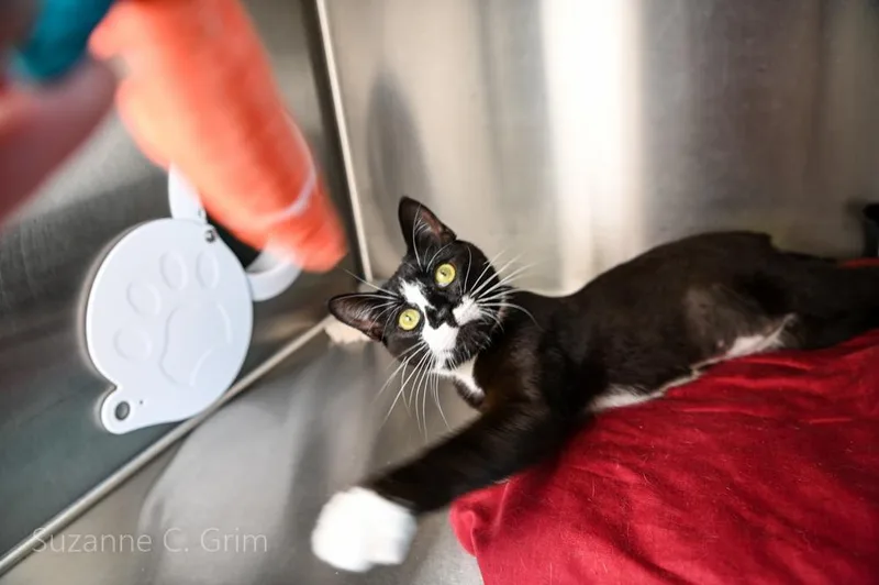 A young medium-sized male Domestic Medium Hair cat named Peter Pan for adoption in New Orleans, LA