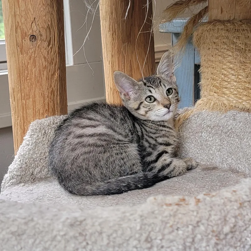 A baby medium-sized female Tabby (Gray / Blue / Silver) Domestic Short Hair cat named Janie for adoption in Wyandotte, MI
