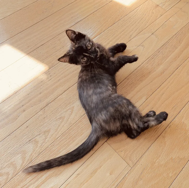A baby small-sized female Tortoiseshell Domestic Short Hair cat named Annie for adoption in Columbus, IN