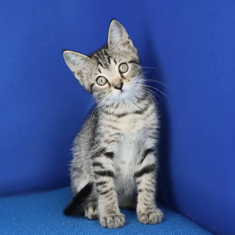 A baby small-sized male Gray / Blue / Silver Domestic Short Hair cat named Winnie U for adoption in Tupelo, MS