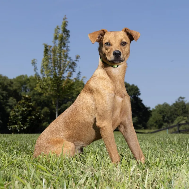 An adult medium-sized female Yellow / Tan / Blond / Fawn Mixed Breed dog named Elena for adoption in Franklin, TN
