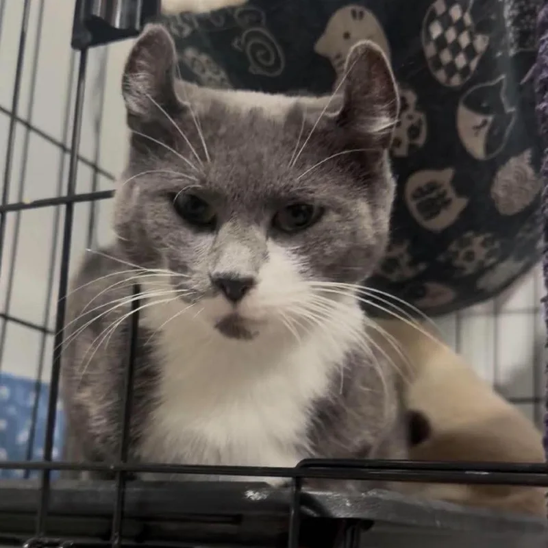 An adult medium-sized female Gray / Blue / Silver American Curl cat named Sephora Hughes for adoption in Eagle Mountain, UT