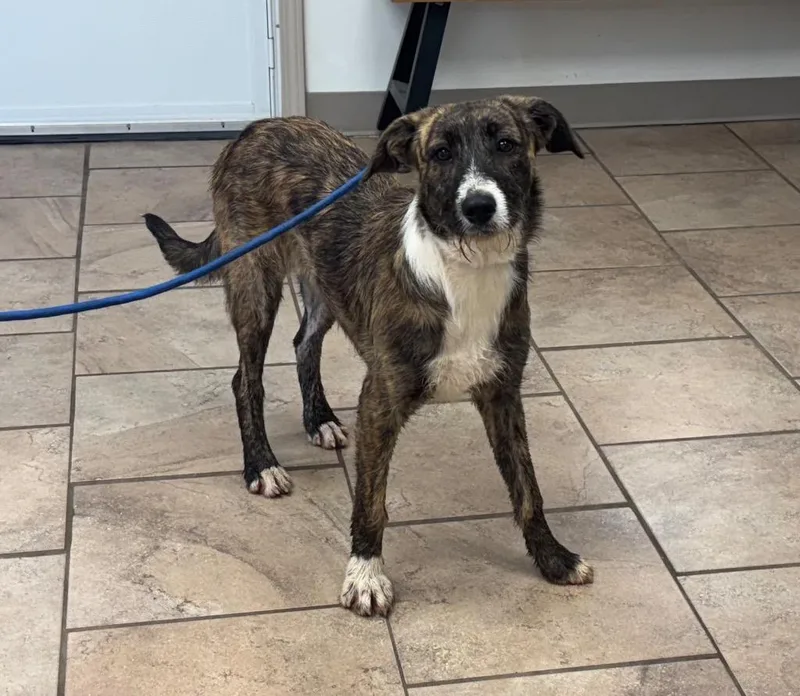 A baby medium-sized female Mixed Breed dog named Eva for adoption in Batesville, AR