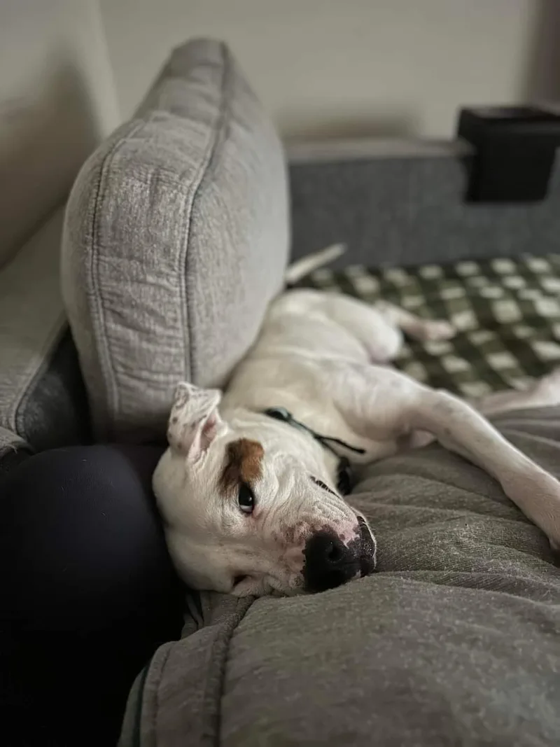 Shirley Rose thumbnail 3