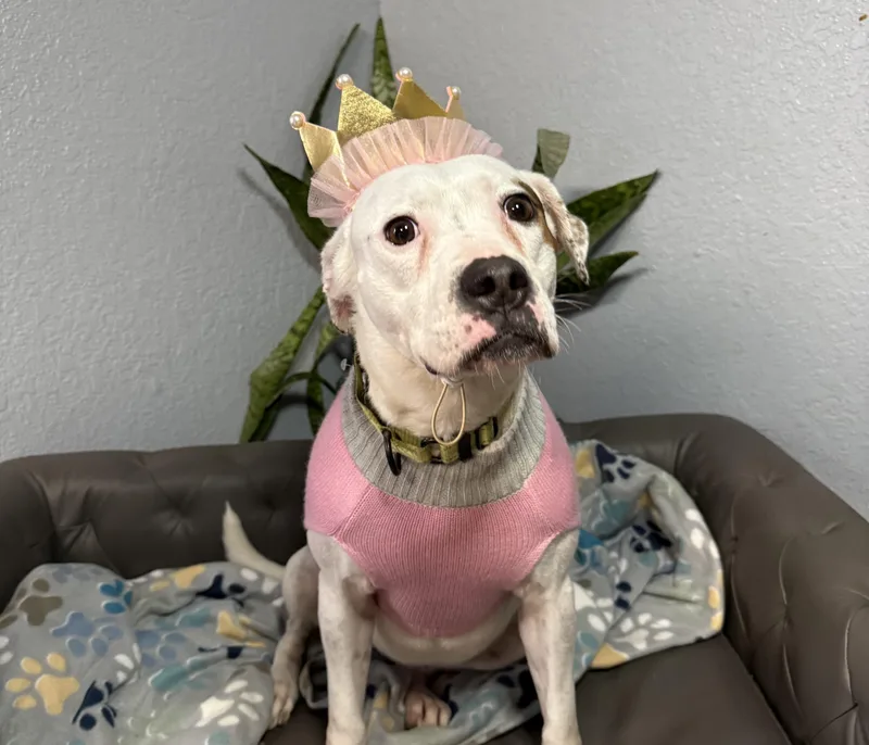 Shirley Rose thumbnail 5