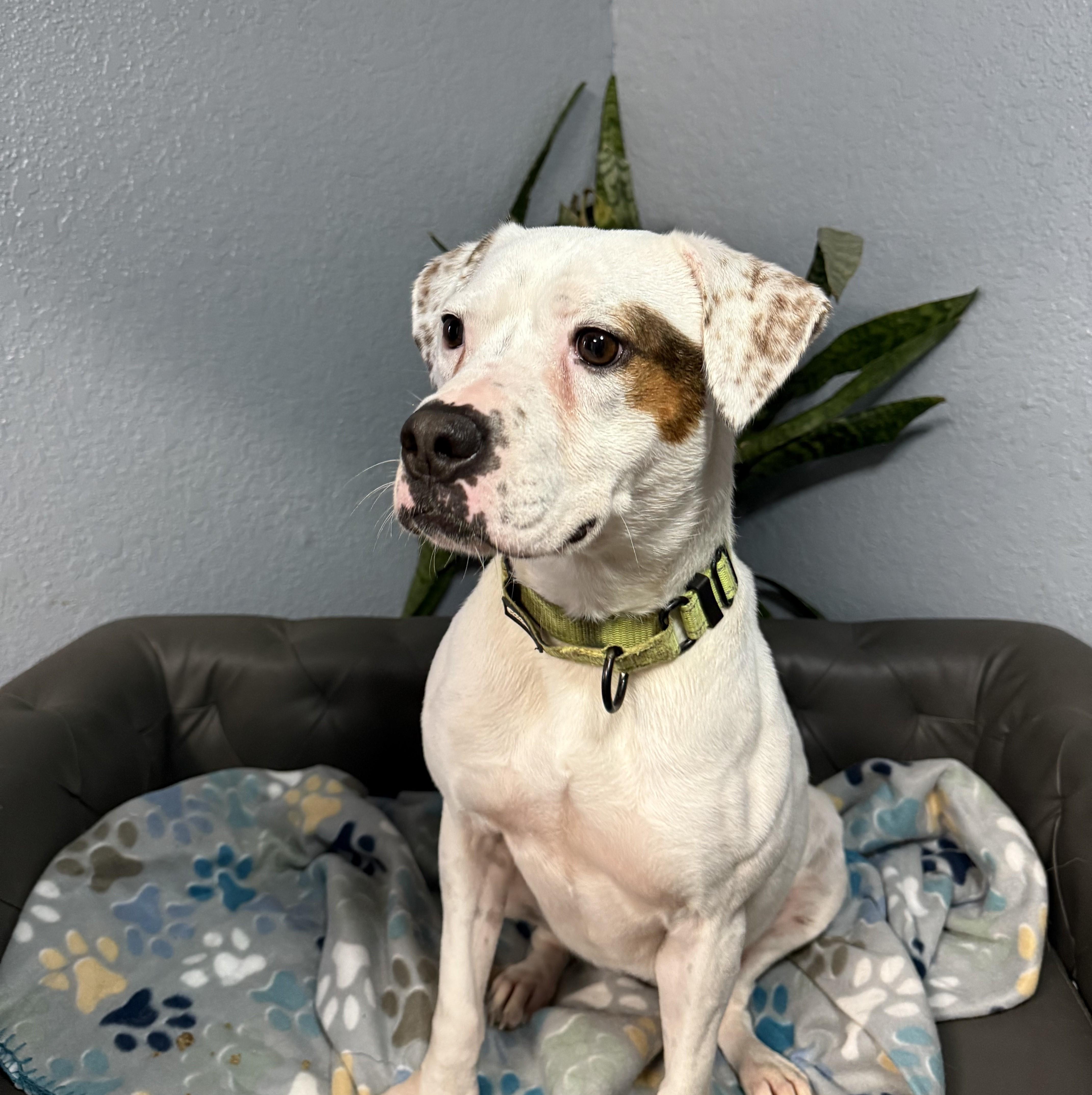 Shirley Rose thumbnail 6