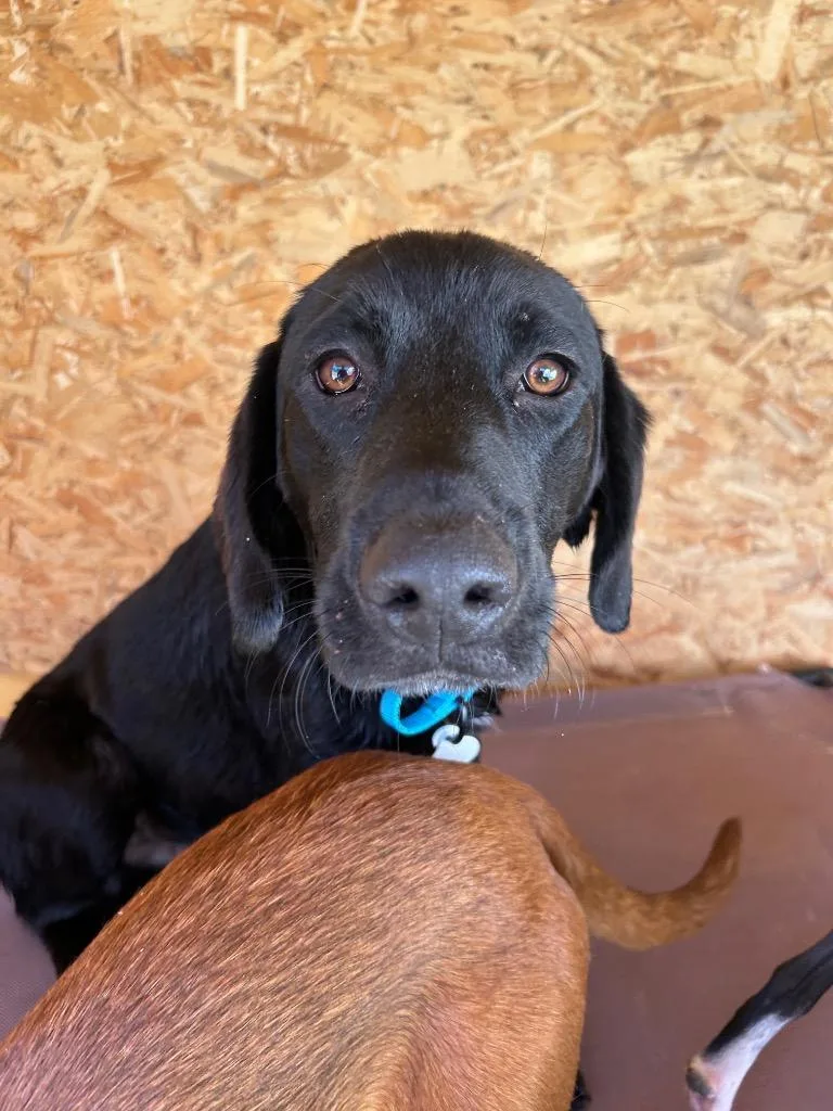 A baby medium-sized male Labrador Retriever dog named Chains for adoption in Morgantown, KY
