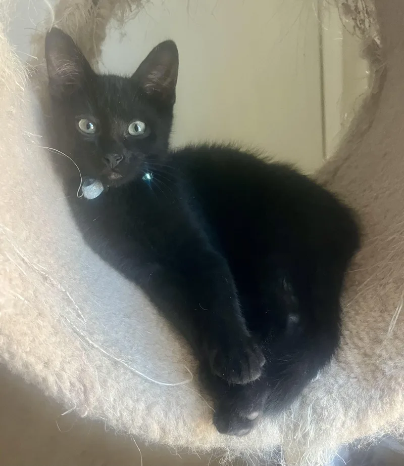 A baby medium-sized male Black Domestic Short Hair cat named Rambo for adoption in Lancaster, CA