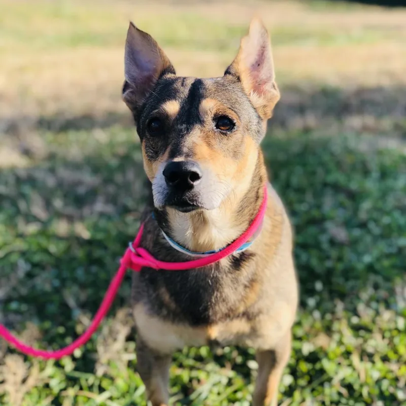 A senior medium-sized male Shepherd dog named Omar for adoption in Cumming, GA