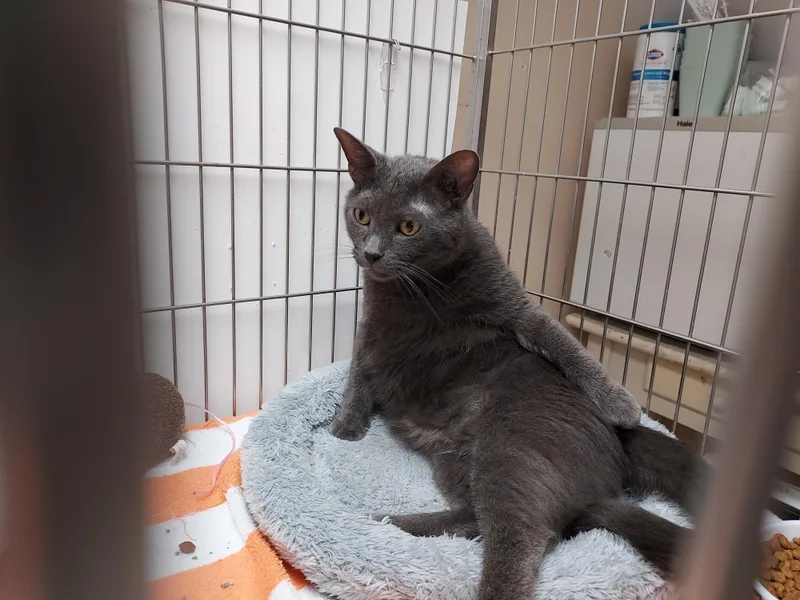 An adult large-sized male Gray / Blue / Silver Domestic Short Hair cat named Sebastian for adoption in Ellicott City, MD