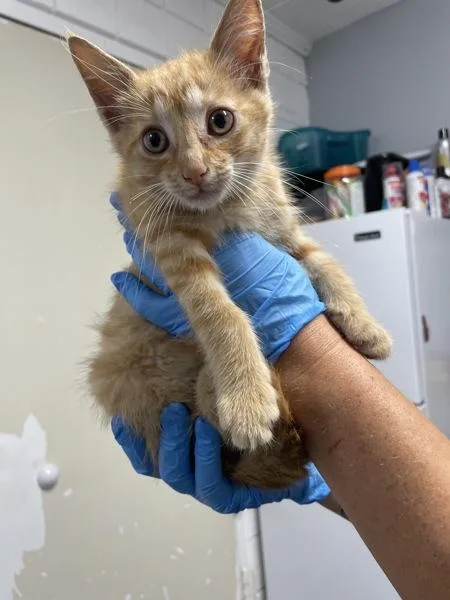 A baby small-sized male Domestic Short Hair cat named O'Malley for adoption in Morristown, TN