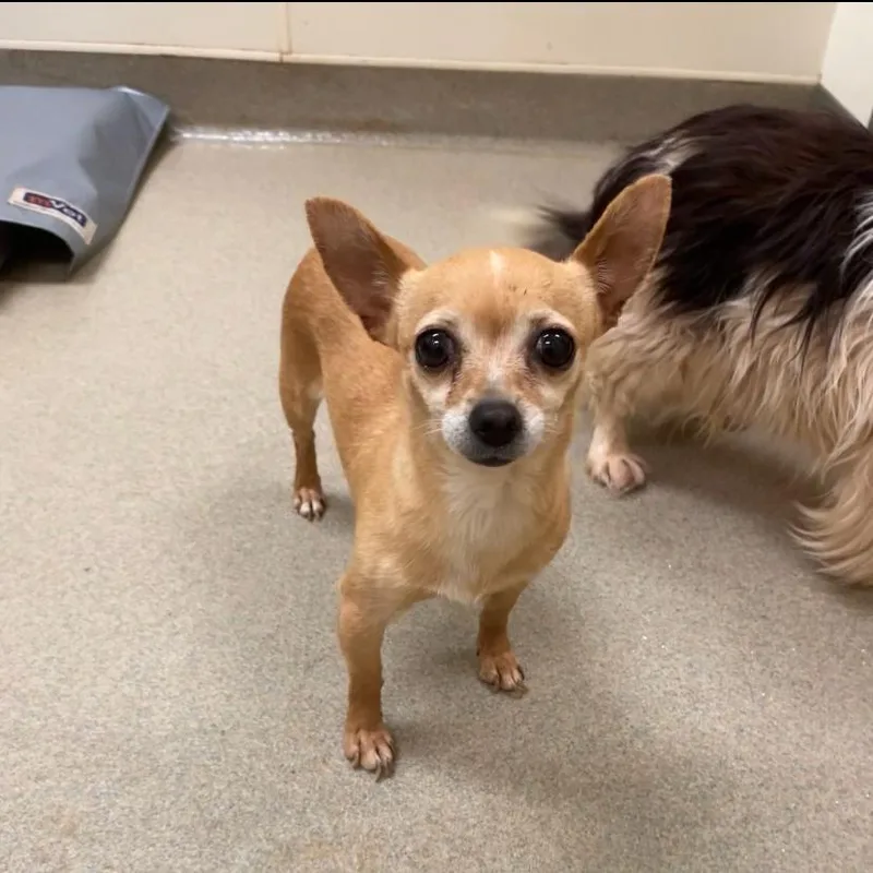 Cornelia thumbnail 2