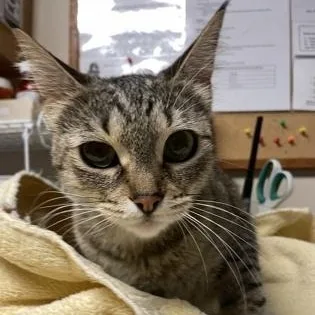 A young medium-sized female Tabby (Brown / Chocolate) Domestic Short Hair cat named Belle for adoption in Bellingham, WA