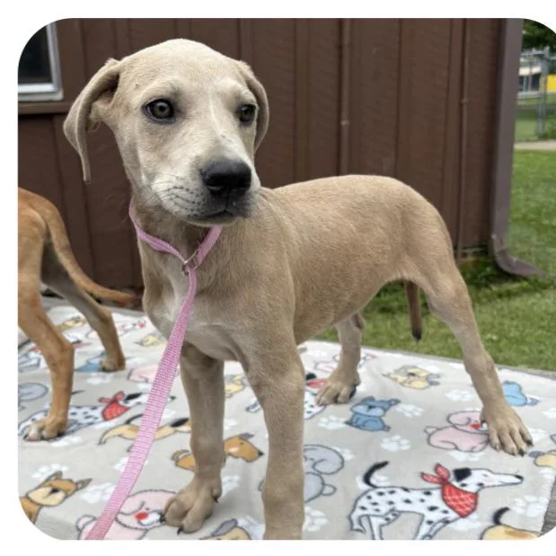 A baby large-sized male Gray / Blue / Silver Hound dog named Ammo for adoption in Waggaman, LA