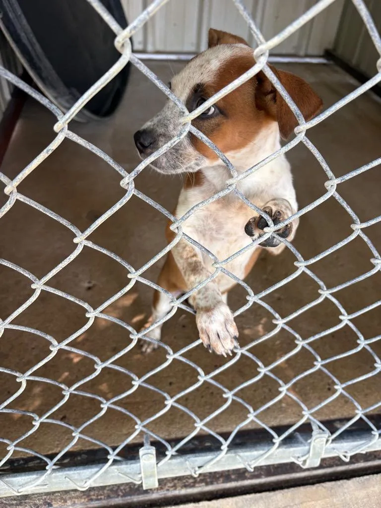 A baby small-sized female Australian Cattle Dog / Blue Heeler dog named Rogue for adoption in Ada, OK
