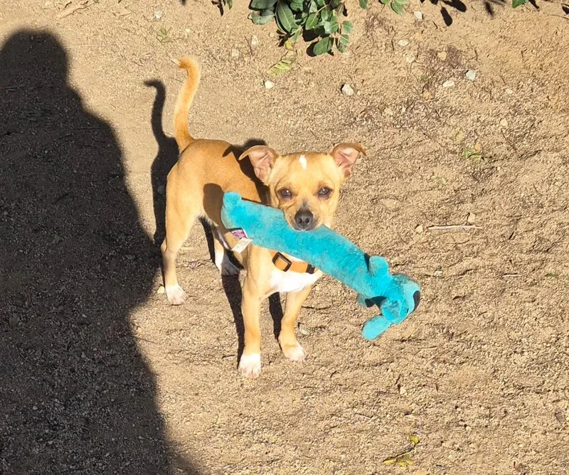 Soda Pop thumbnail 2