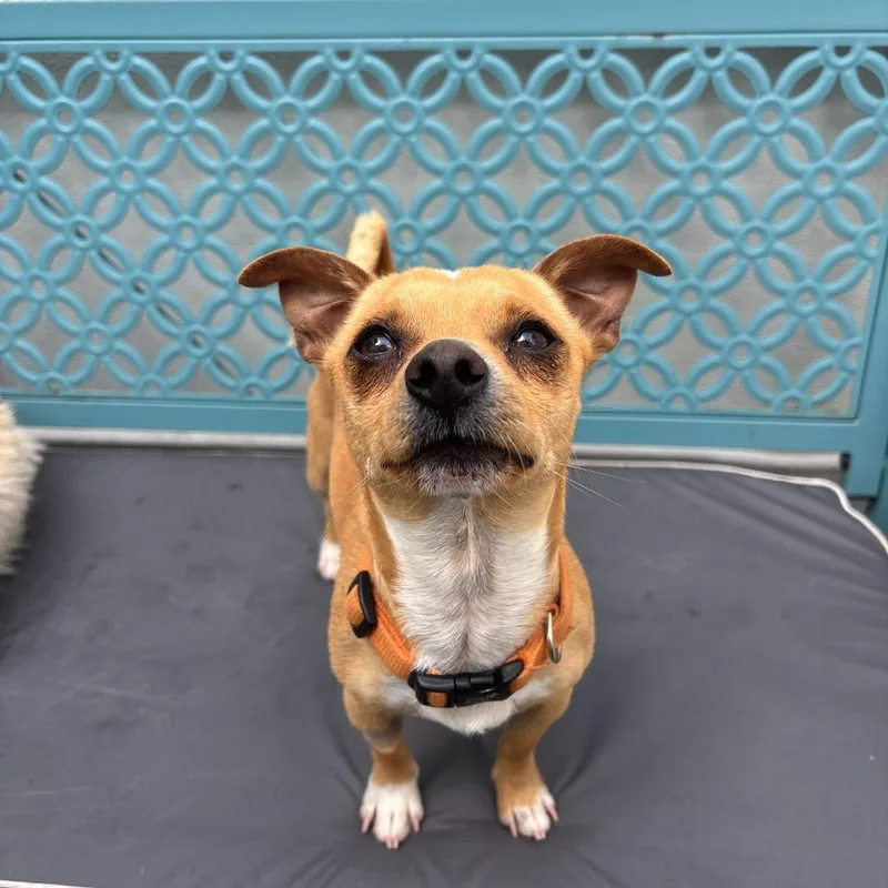 Soda Pop thumbnail 3