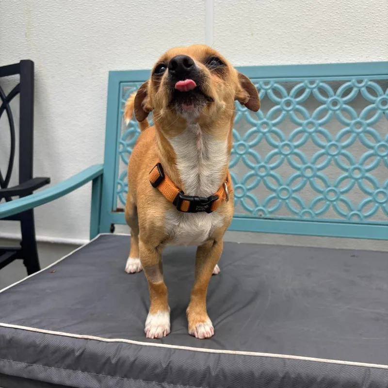 Soda Pop thumbnail 4