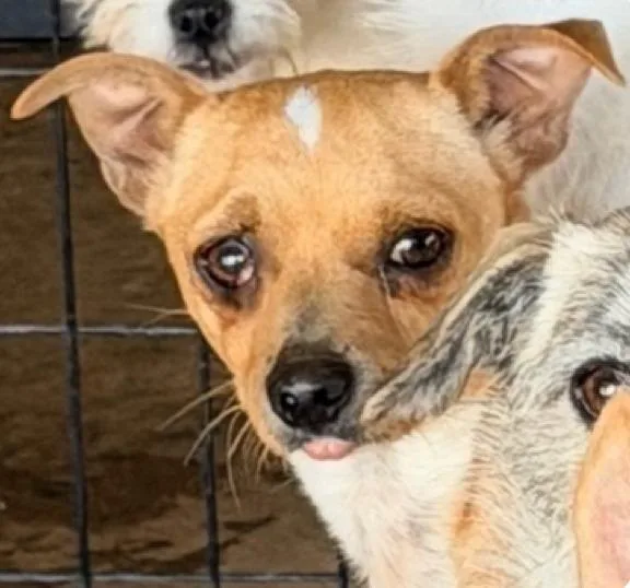 Soda Pop thumbnail 5