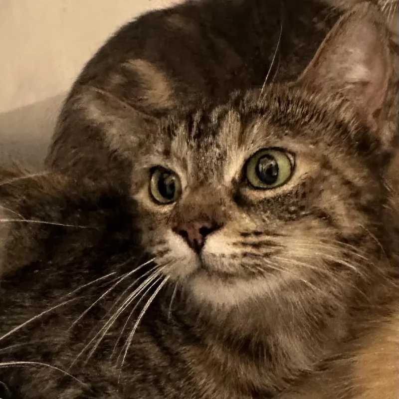 An adult medium-sized female Torbie Domestic Short Hair cat named Barbara for adoption in Evansville, IN