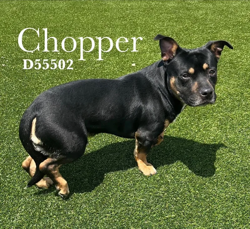 Chopper