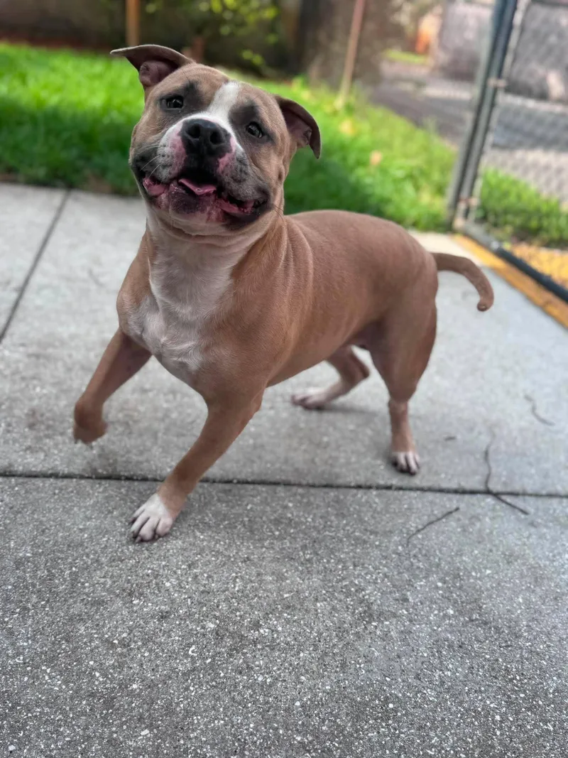 An adult large-sized male Staffordshire Bull Terrier dog named Litto for adoption in Pompano Beach, FL