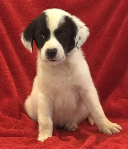 A baby medium-sized male Retriever dog named Sergio for adoption in Madison, NJ