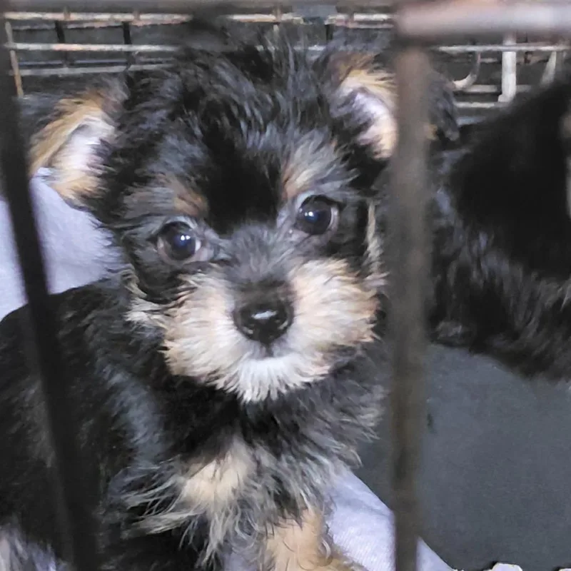 A baby small-sized female Black Chihuahua dog named Lucy for adoption in Webster, TX