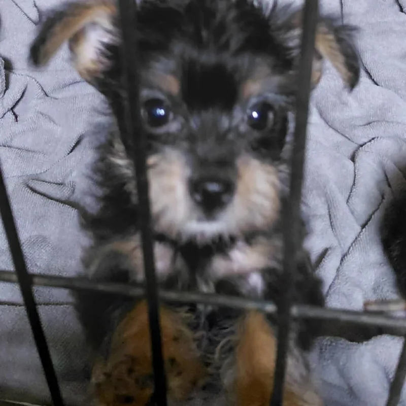Lucy thumbnail 2