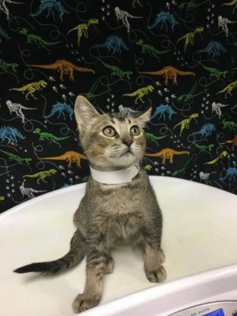 A baby small-sized female Domestic Short Hair cat named Seaberry Delight for adoption in Riverside, CA