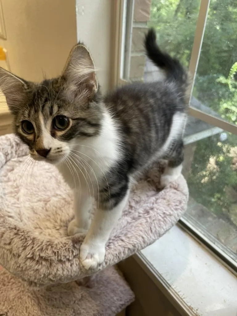 A baby medium-sized male Tabby (Gray / Blue / Silver) Domestic Long Hair cat named Koopaportofino Petsmart for adoption in Spring, TX
