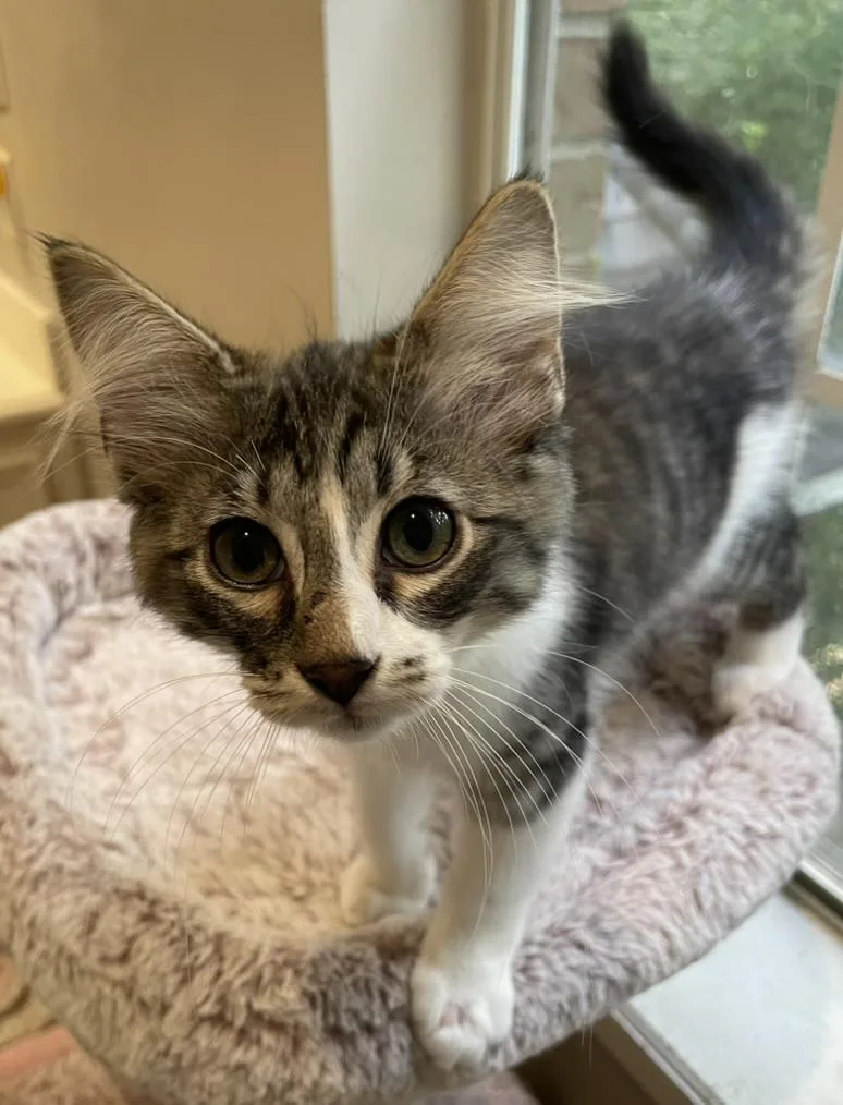 Koopaportofino Petsmart thumbnail 3