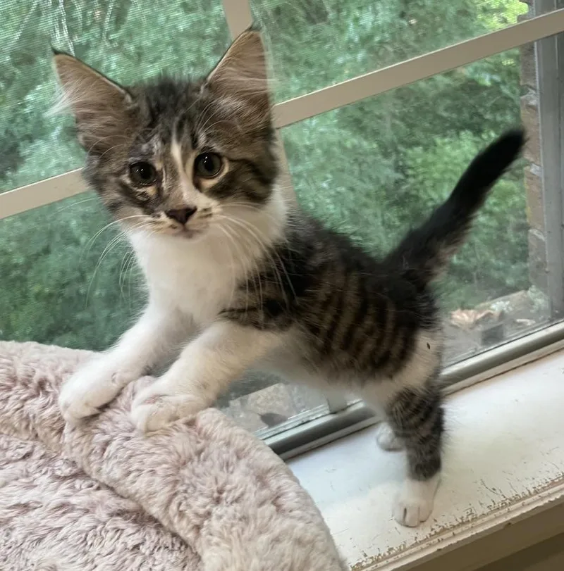 Koopaportofino Petsmart thumbnail 5