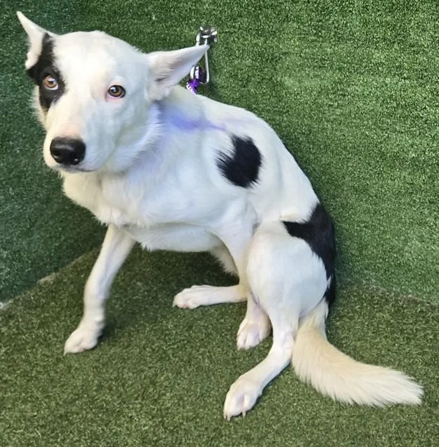 A young medium-sized male Australian Cattle Dog / Blue Heeler dog named Donovan for adoption in Lancaster, CA