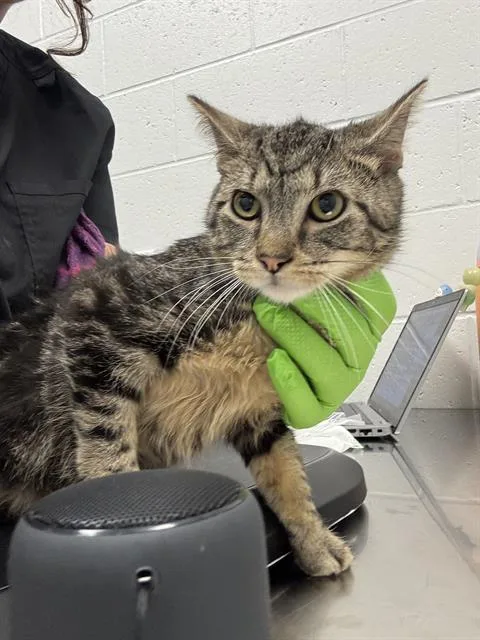 A young small-sized male Domestic Short Hair cat named Peanut for adoption in Indianapolis, IN