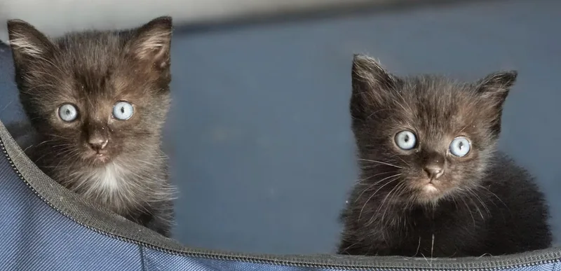 A baby small-sized female Domestic Short Hair cat named Talia for adoption in Clayton, NC