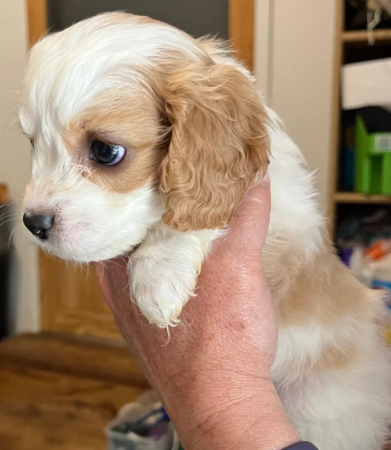 A baby small-sized male Poodle dog named Norman for adoption in Thompson Falls, MT