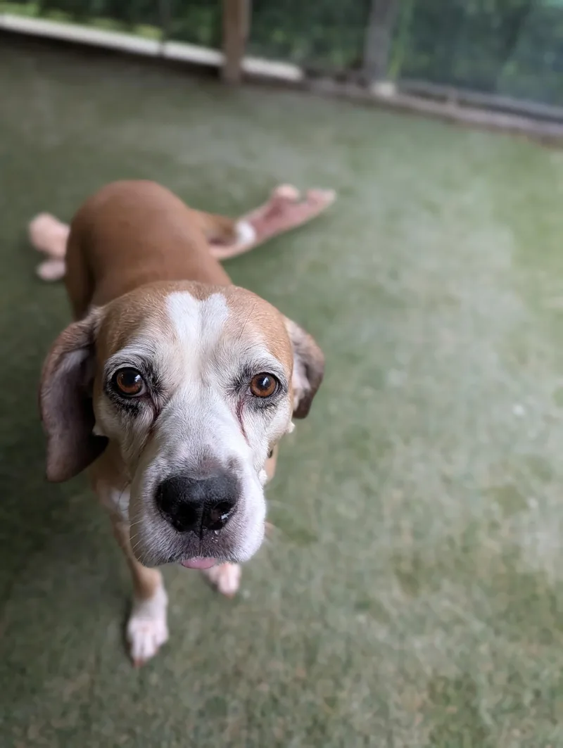 An adult medium-sized female Yellow / Tan / Blond / Fawn Hound dog named Harper for adoption in Sudbury, MA