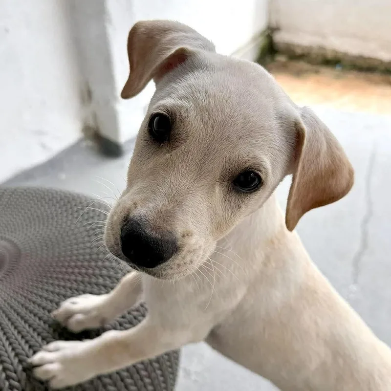 A baby medium-sized male Yellow / Tan / Blond / Fawn Labrador Retriever dog named Fozzie Bear for adoption in ISABELA, PR