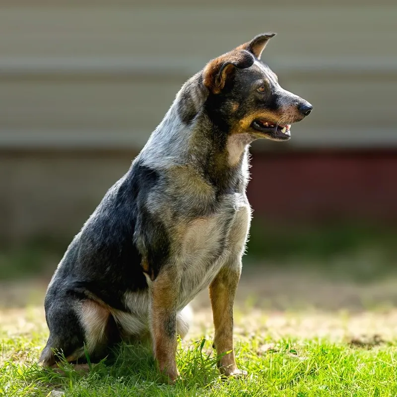 Twizzler thumbnail 3