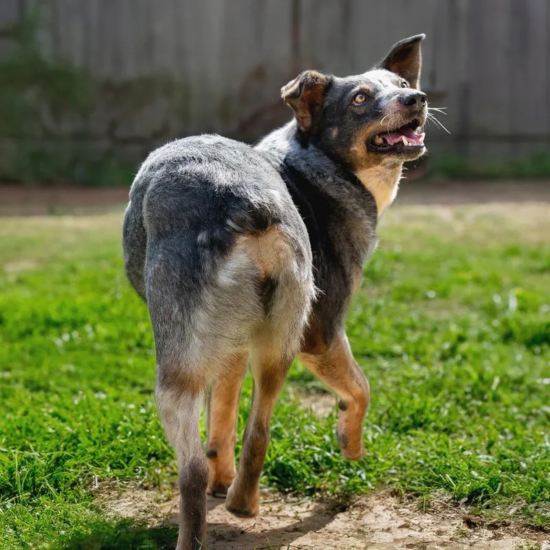 Twizzler thumbnail 4