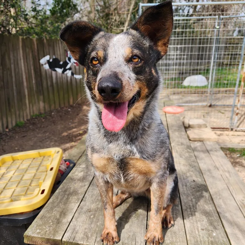 Twizzler thumbnail 5