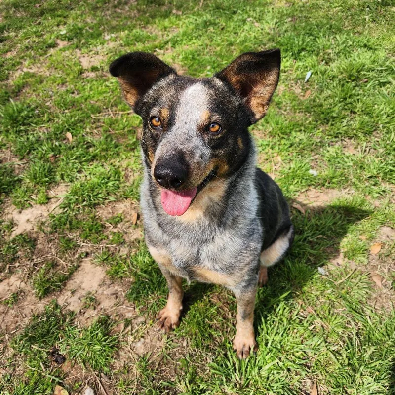 Twizzler thumbnail 6