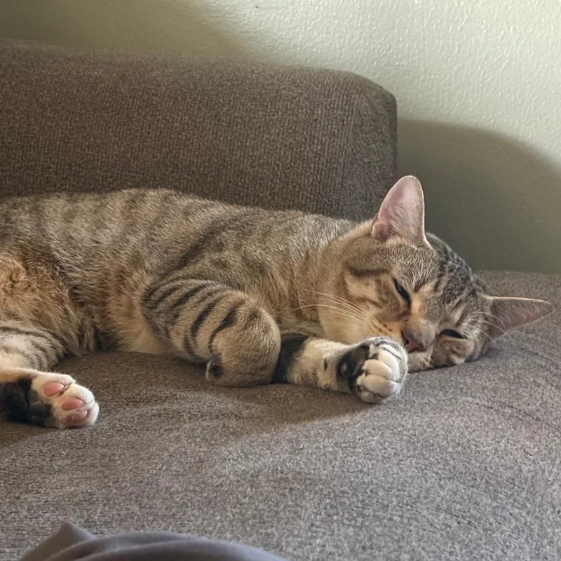 A young large-sized male Brown / Chocolate Domestic Short Hair cat named Sax for adoption in Fairfax Station, VA