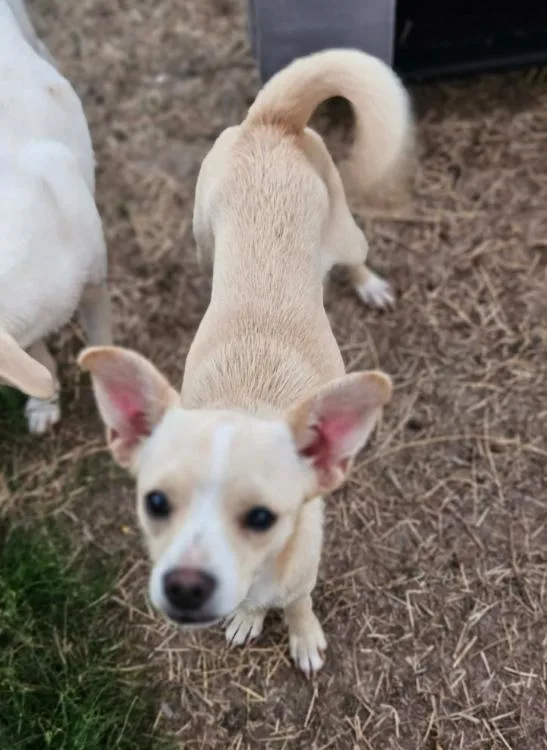 A baby small-sized female Chihuahua dog named Sundae In La for adoption in Cranston, RI
