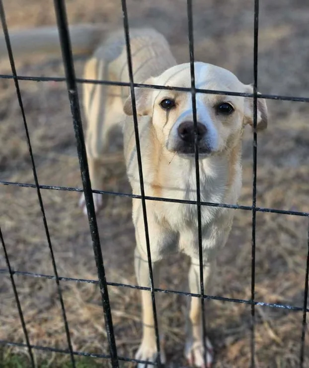 Sundae In La thumbnail 2