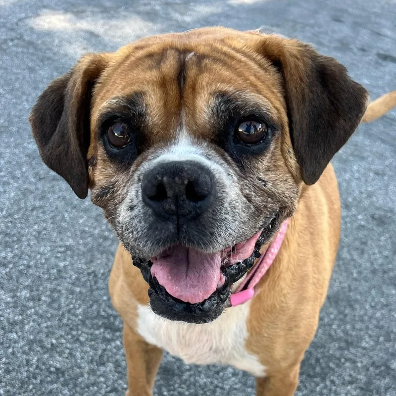 Kesha Best Dog Ever thumbnail 2